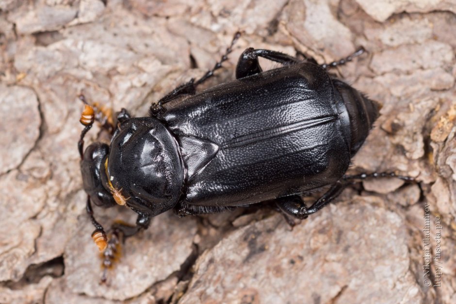 Жук Nicrophorus