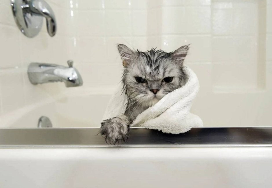 Котик в пене