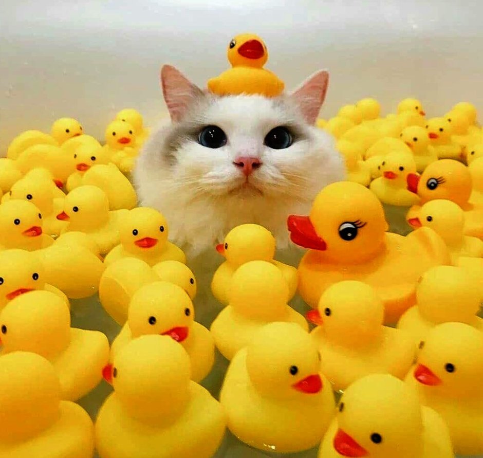 Котик в ванне с уточками
