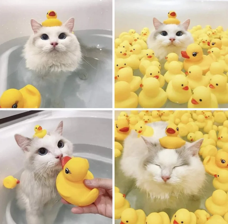 Котик и уточка
