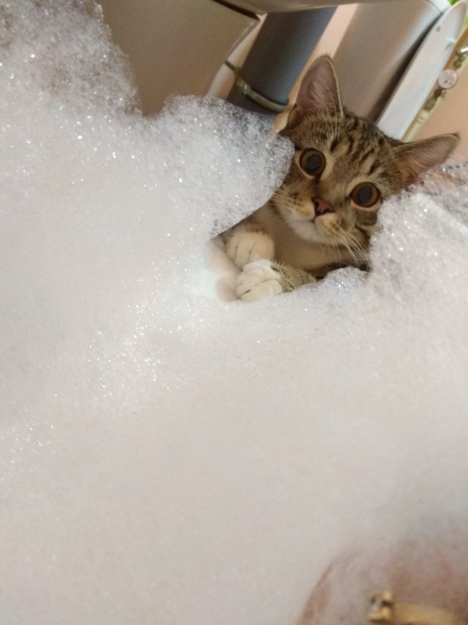 Котик в ванной с пеной