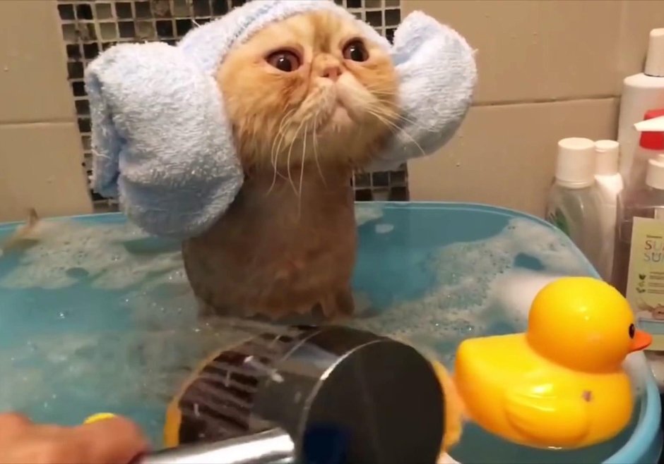 Котик моется в ванной