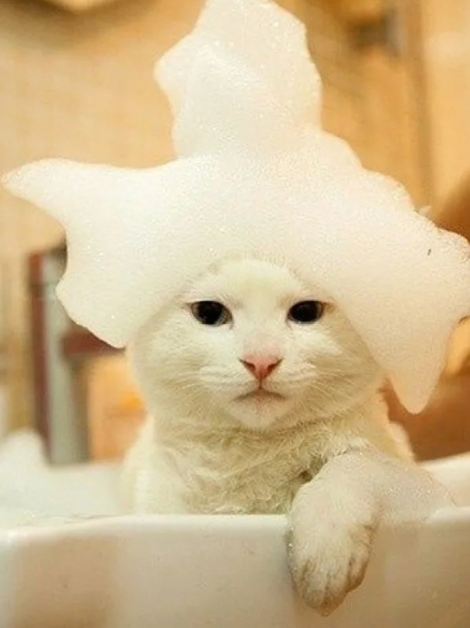 Котик в ванной