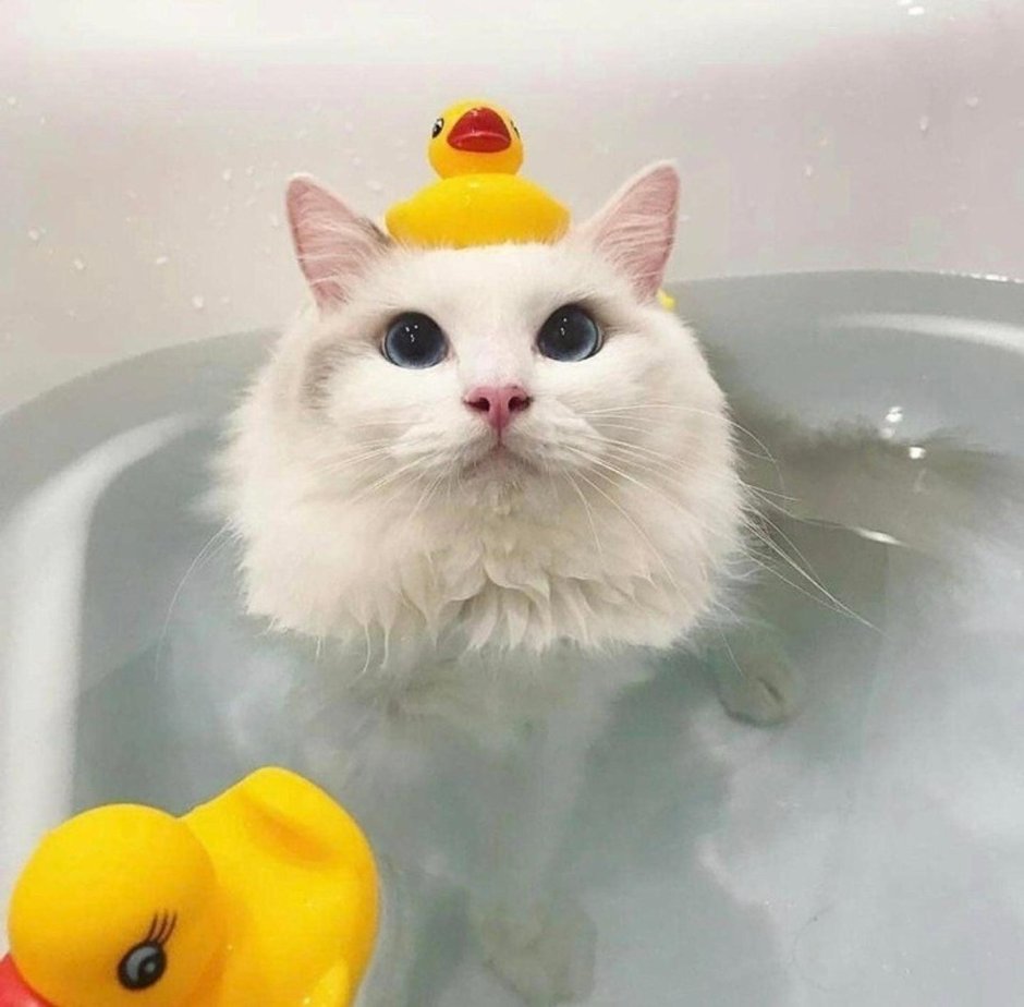 Кот в ванне с уточками