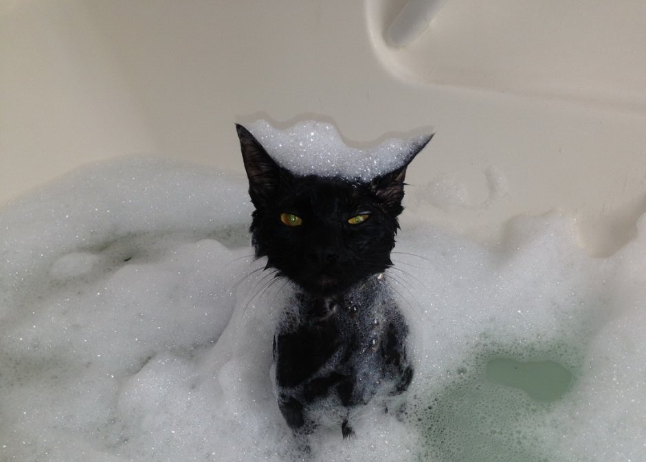 Котенок в ванне