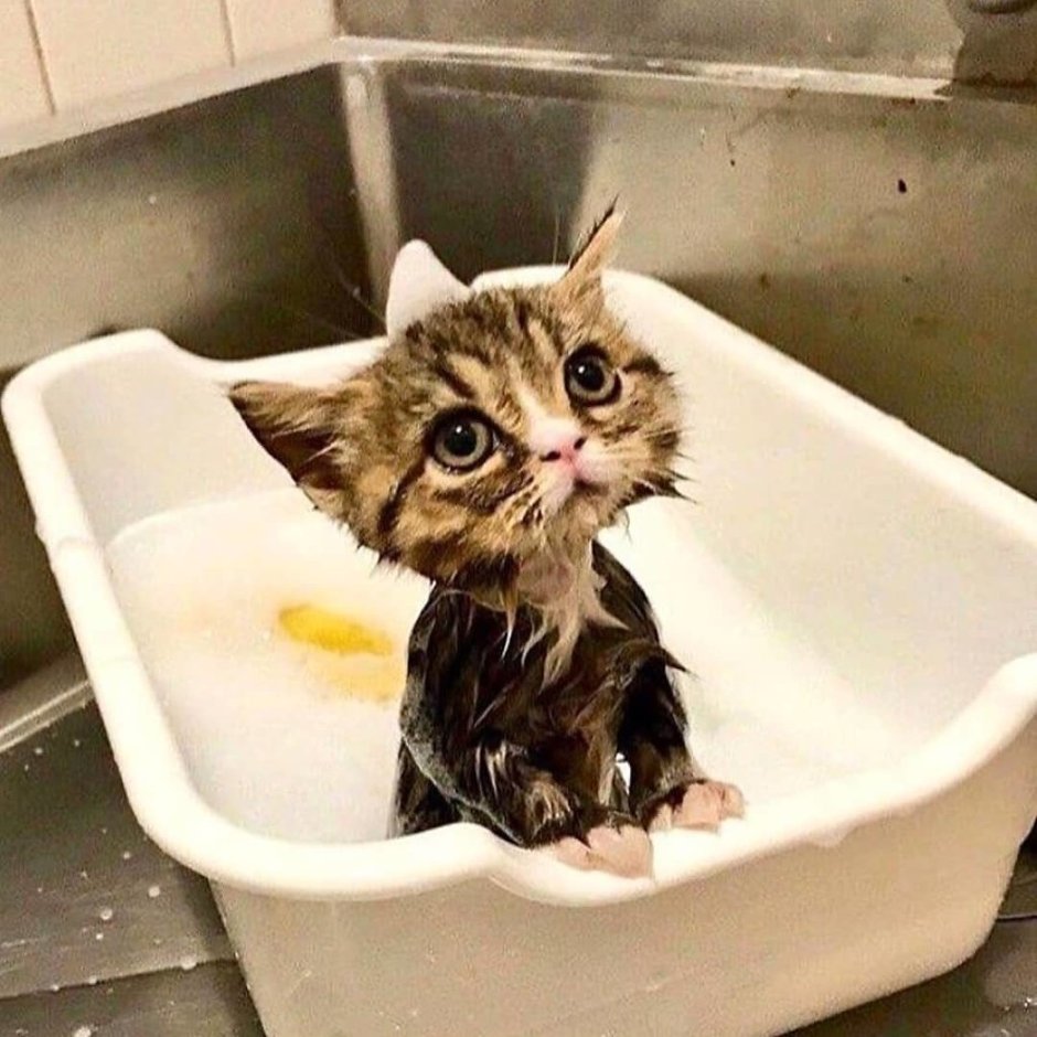 Котенок купается