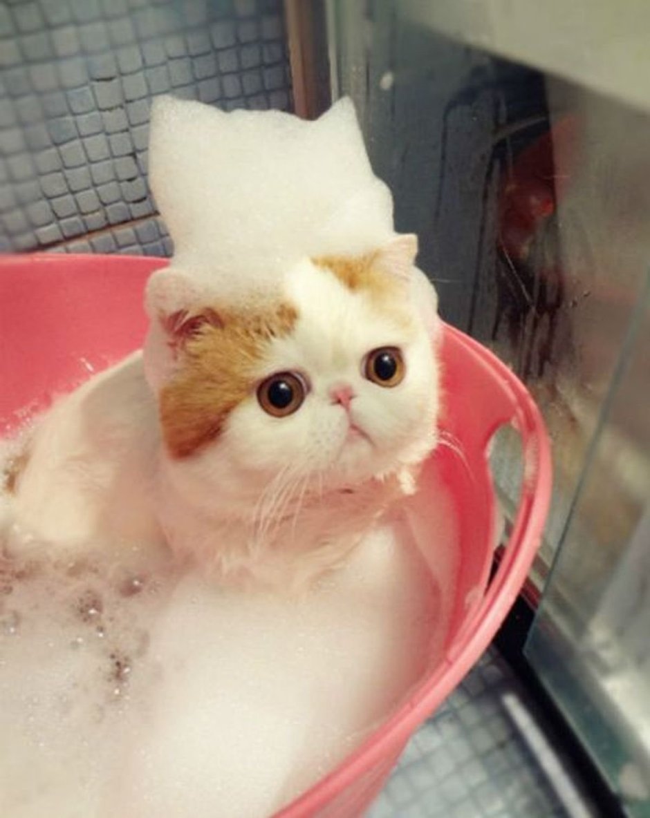 Милый котик моется