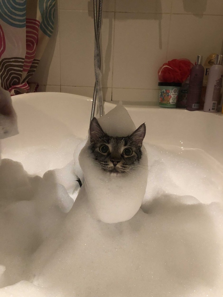 Котенок в ванной