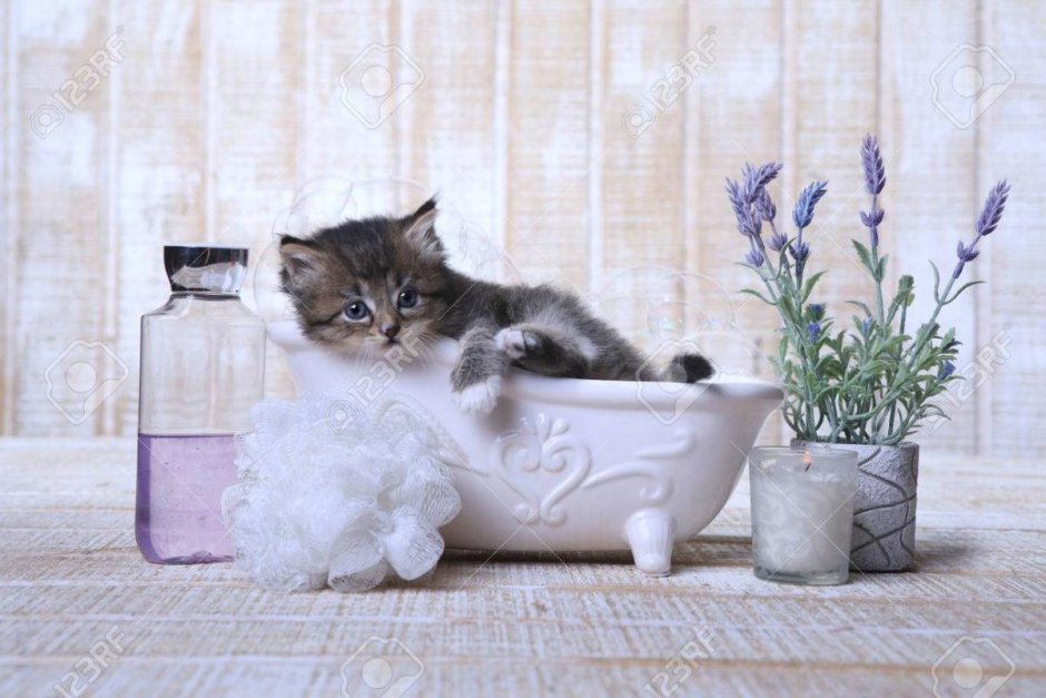Котенок в ванной