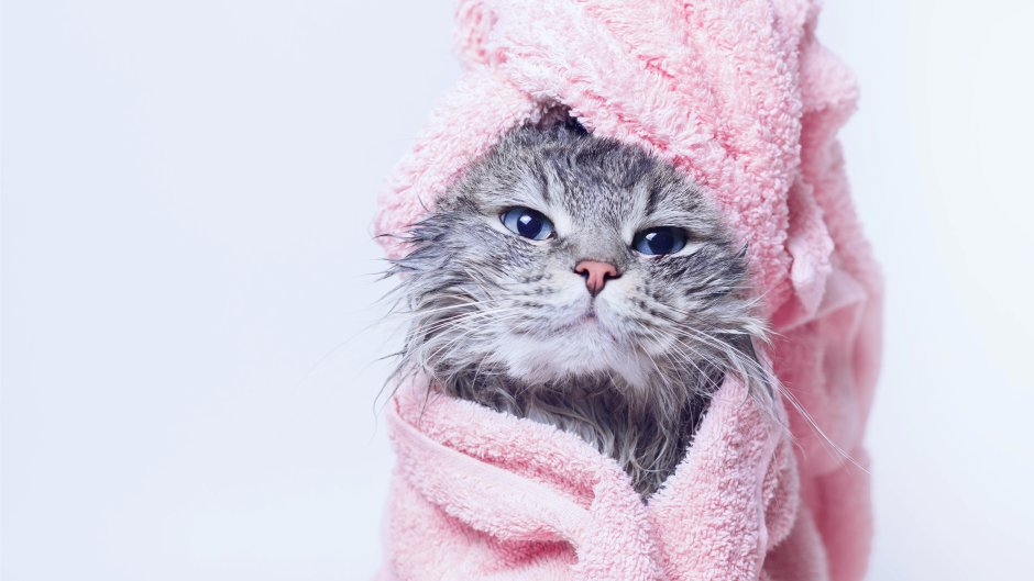 Кошка в полотенце