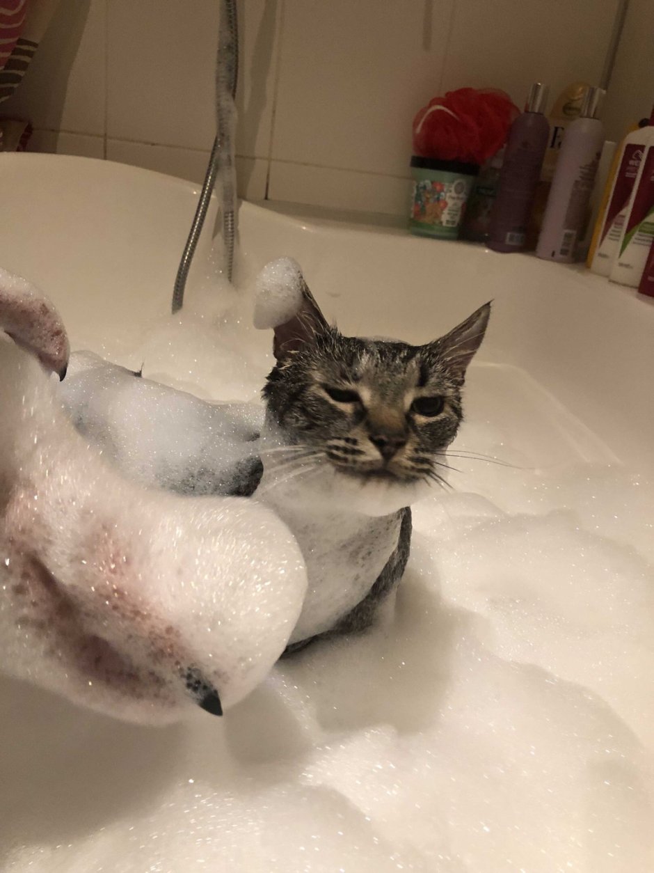 Котик в ванне с пенкой