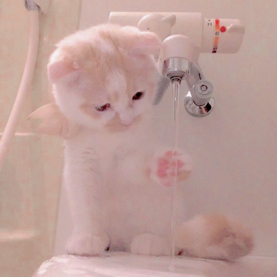 Милый кот Эстетика