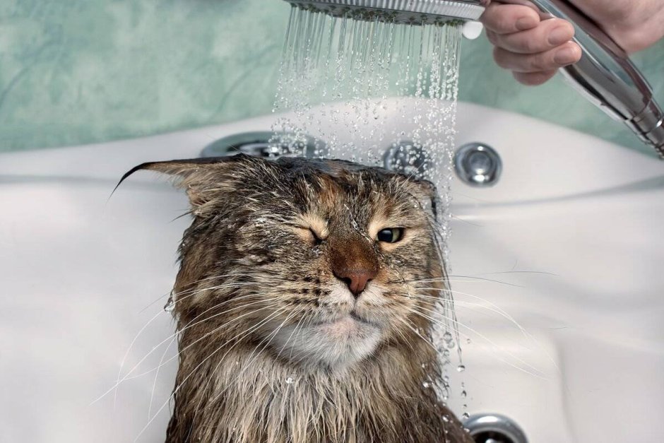 Мокрый кот