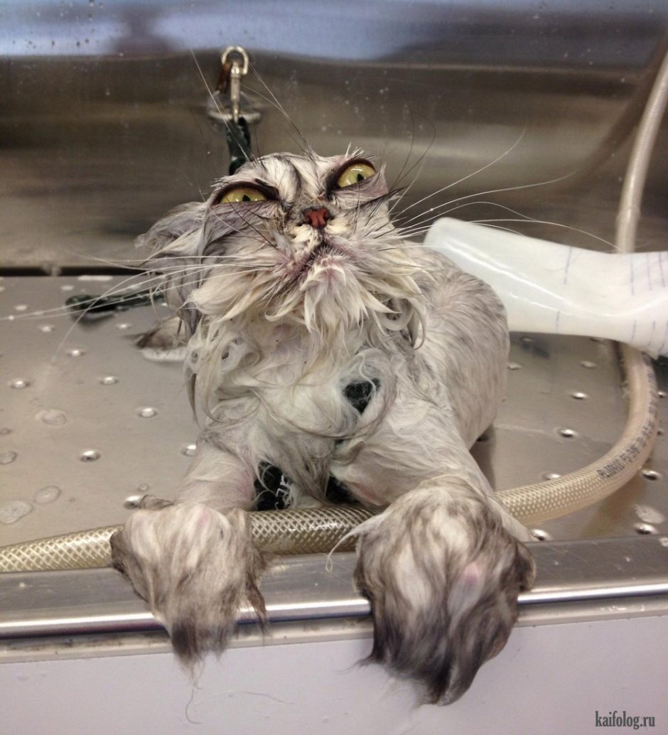 Мокрый котенок
