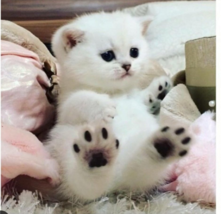 Мимимишные котята