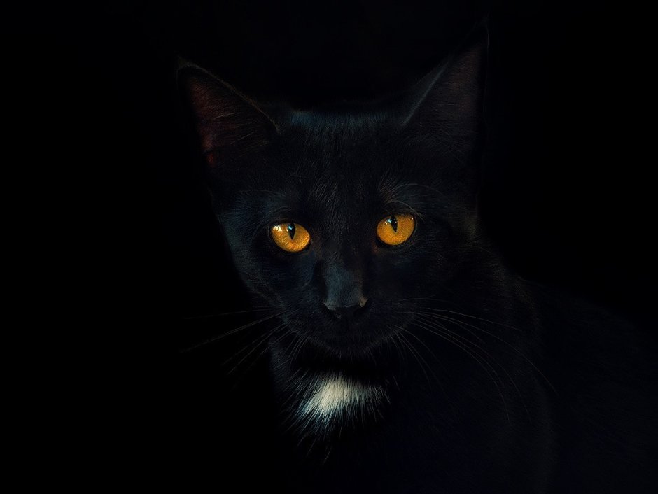 Глаза черной кошки