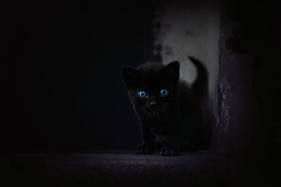 Черная кошка в темноте