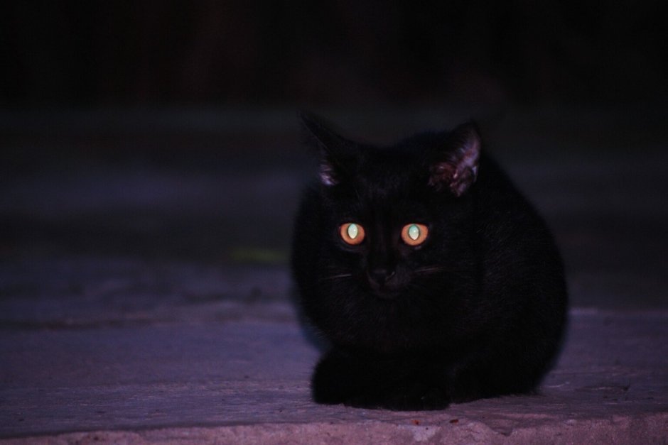 Глаза кошки ночью