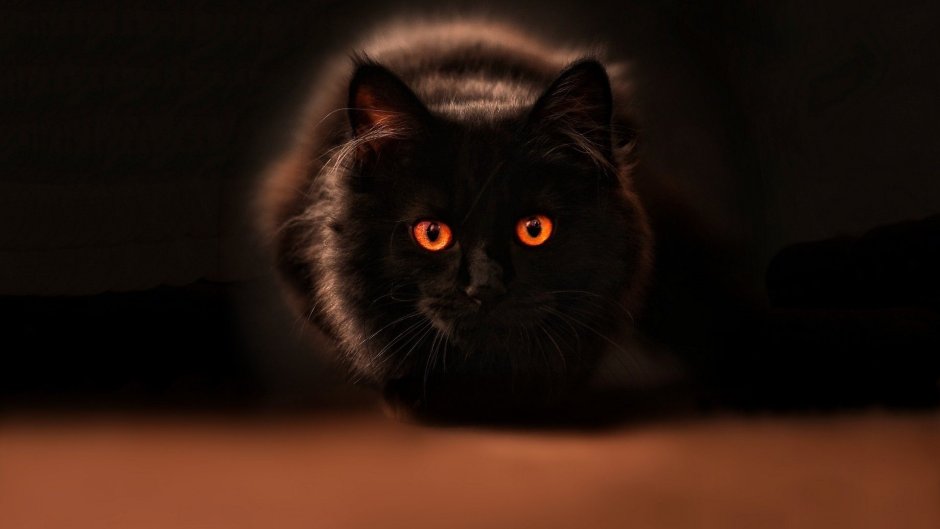 Чёрный котик