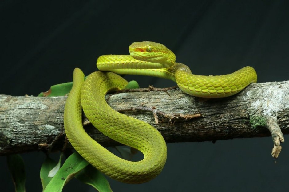 Trimeresurus Salazar змея