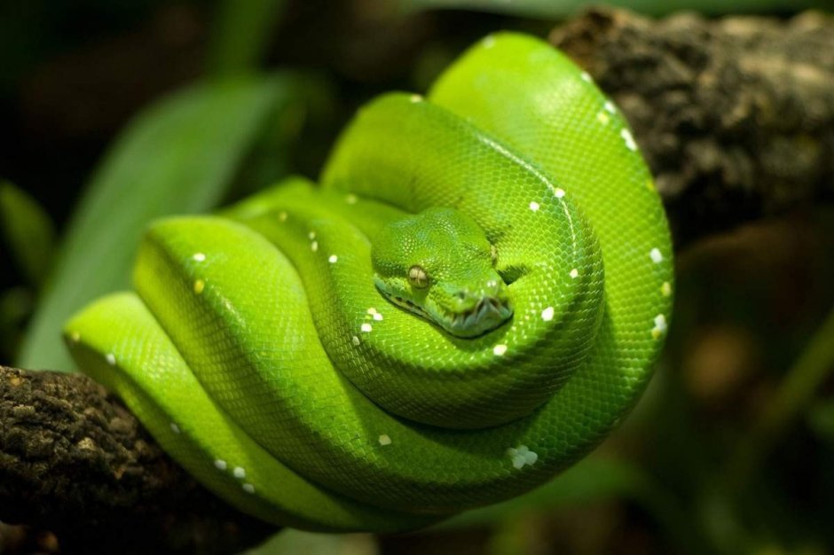 Зелёный древесный питон Morelia viridis