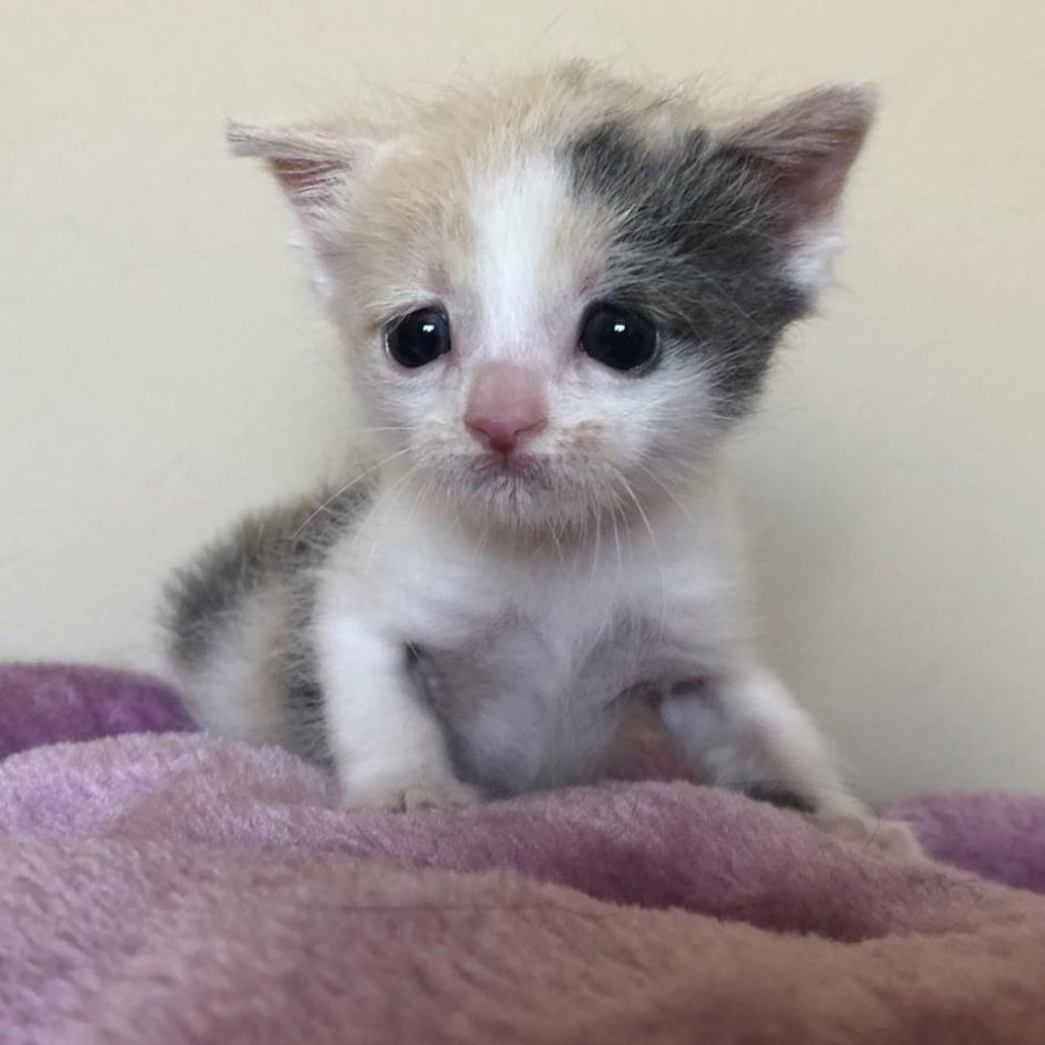 Жалкий котенок