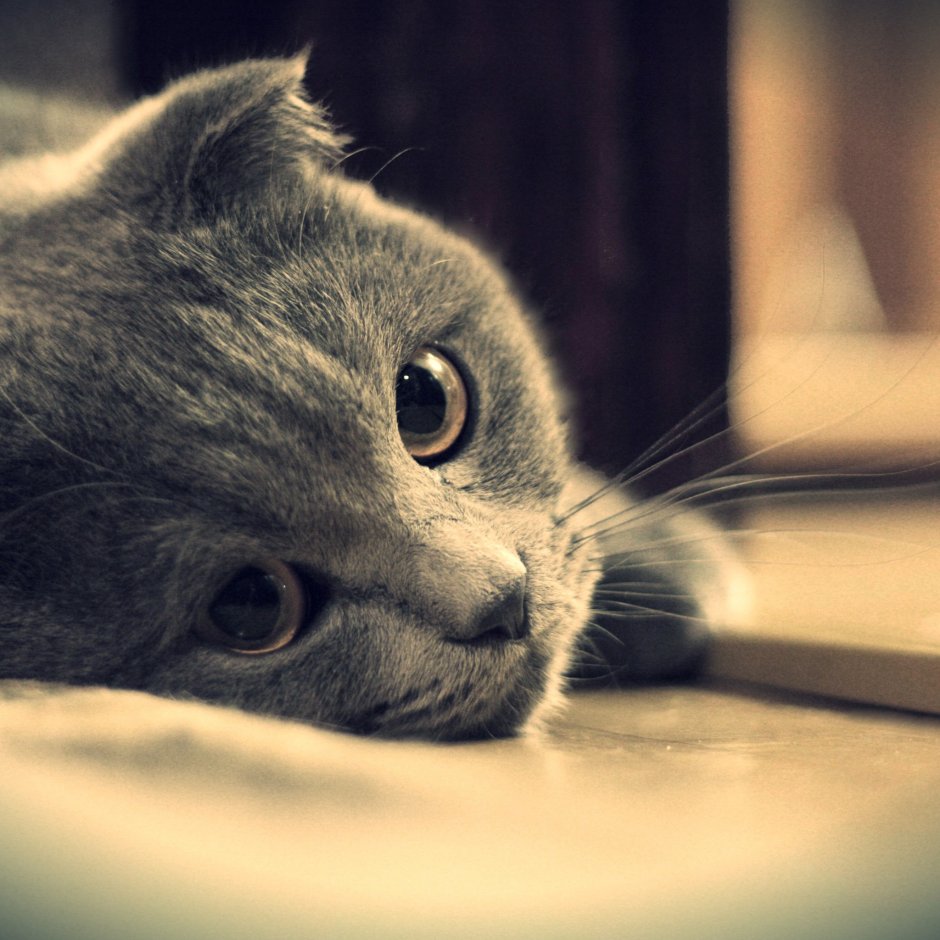 Кот скучает