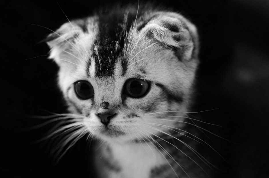 Котик чб