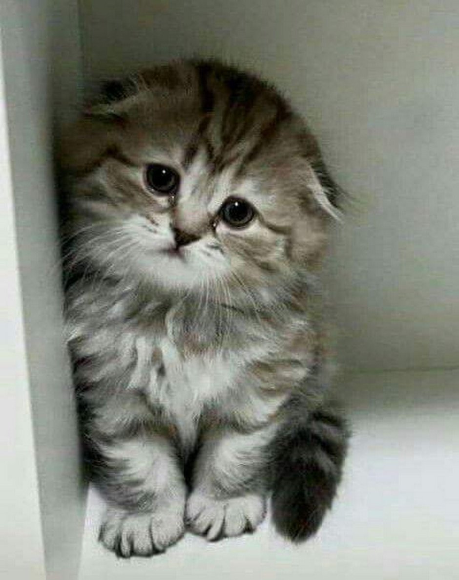 Котенок грустит