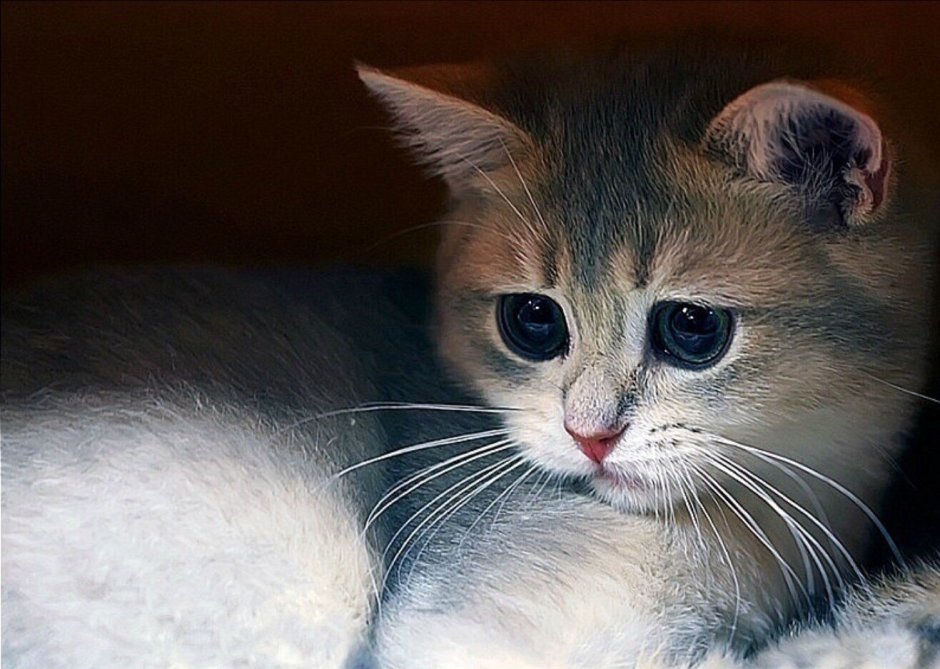 Котики грустные и милые