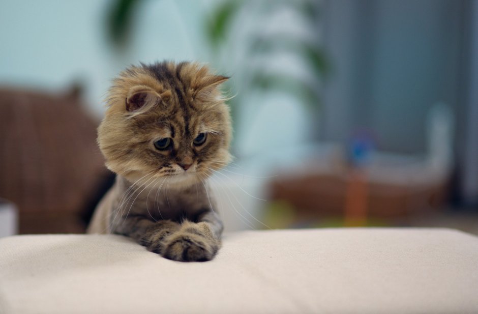 Котики для поднятия настроения