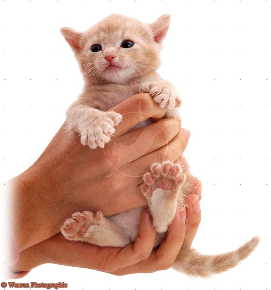 Шестипалые кошки