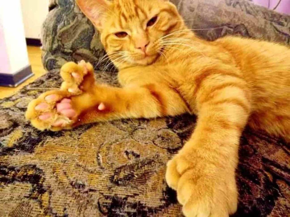 Polydactyl Cat