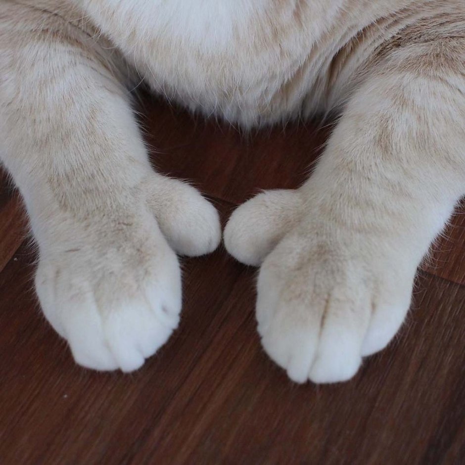 Кот с полидактилией
