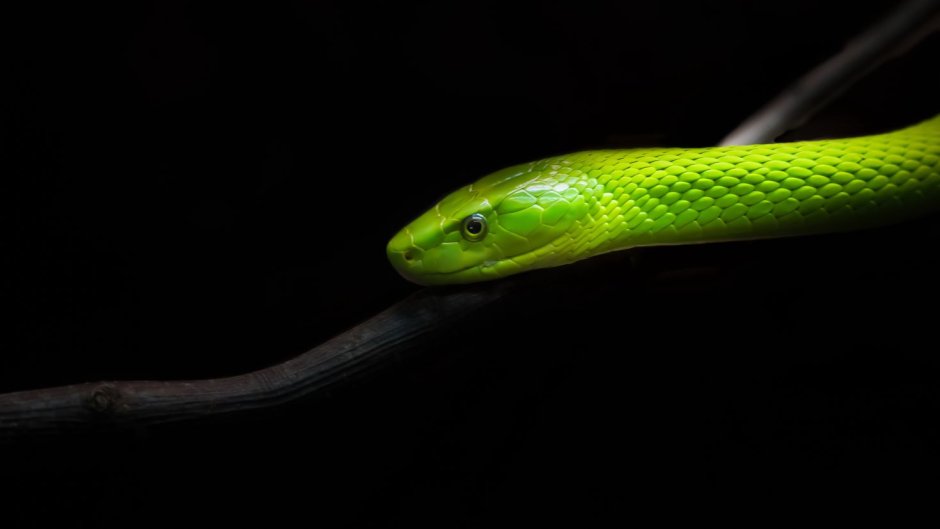 Eastern Green Mamba