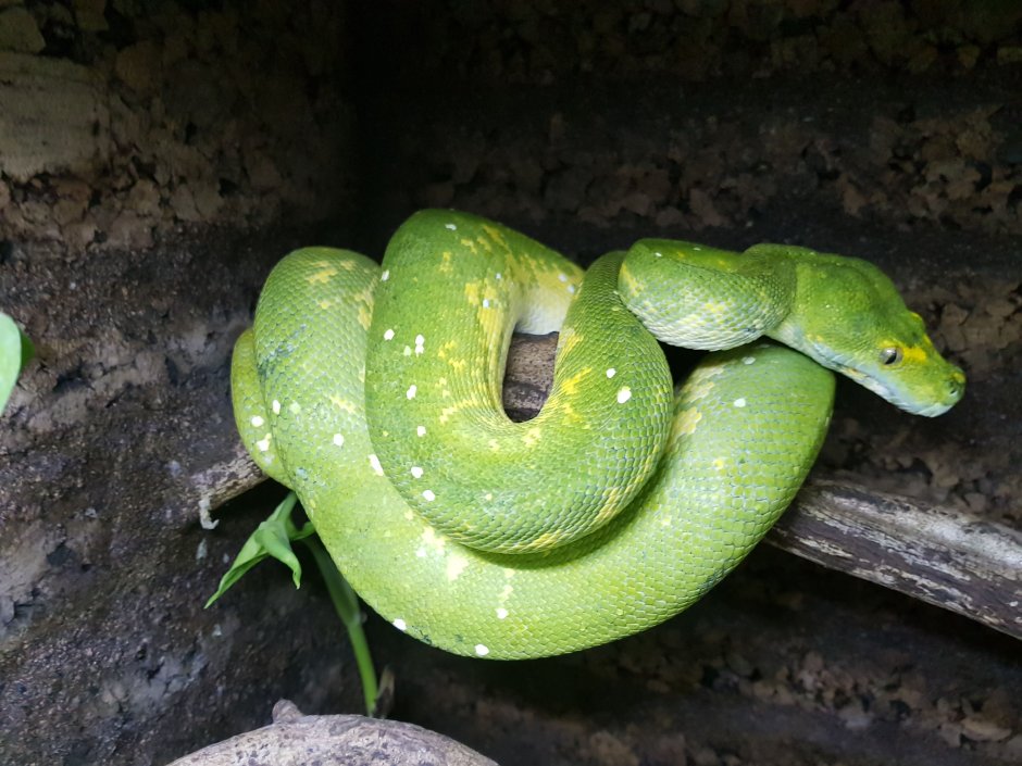 Питон зеленый Morelia viridis