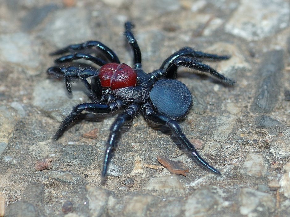 Missulena occatoria
