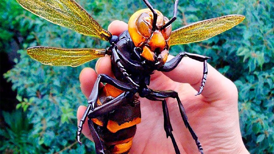Vespa mandarinia Шершень