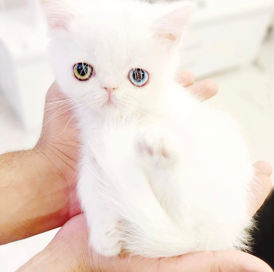 Кошки маленькие милые