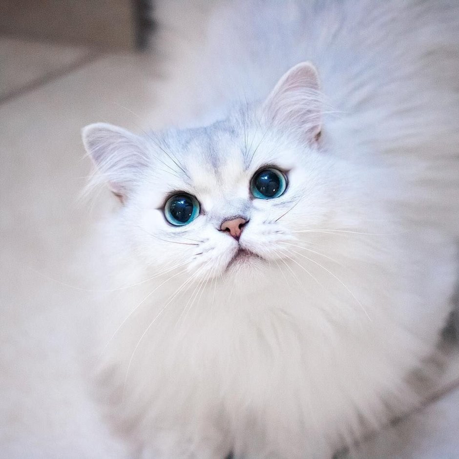 Персидская голубая шиншилла