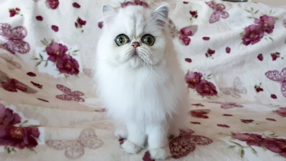 Британская шиншилла Хосико