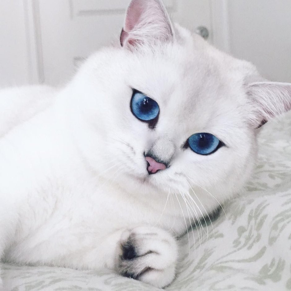 Британская серебряная шиншилла