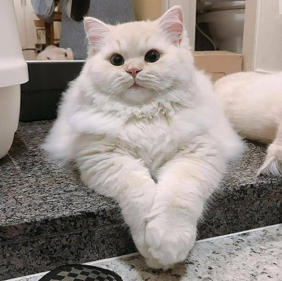 Толстый белый кот