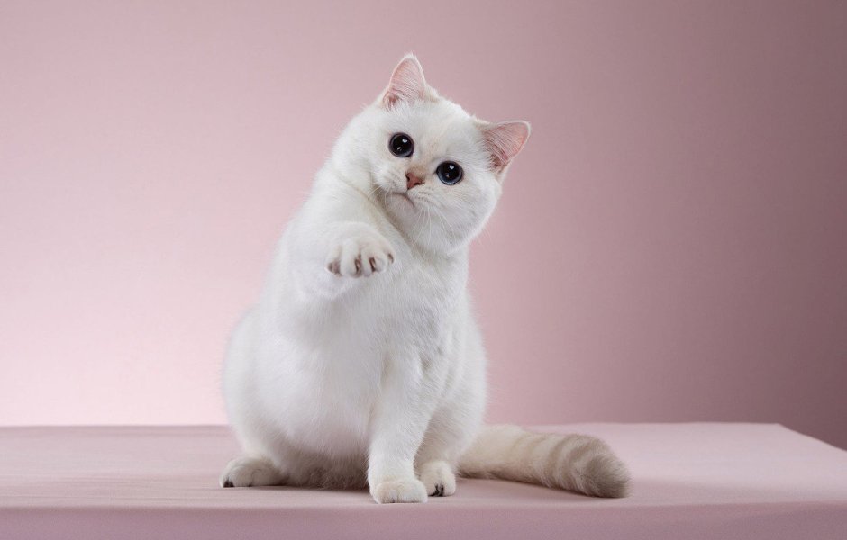Кошка белая