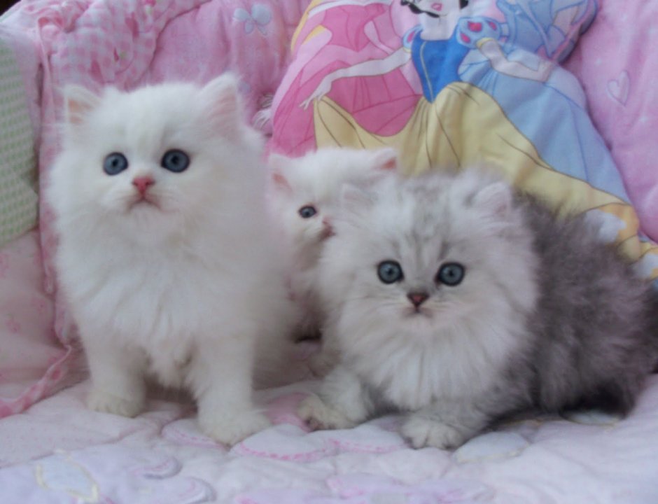 Коты с розовыми щечками