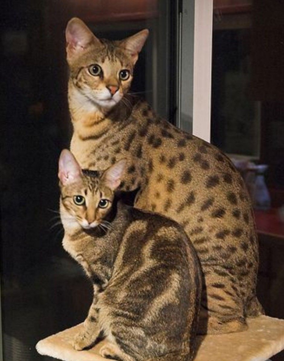 Бенгальская Саванна кошка