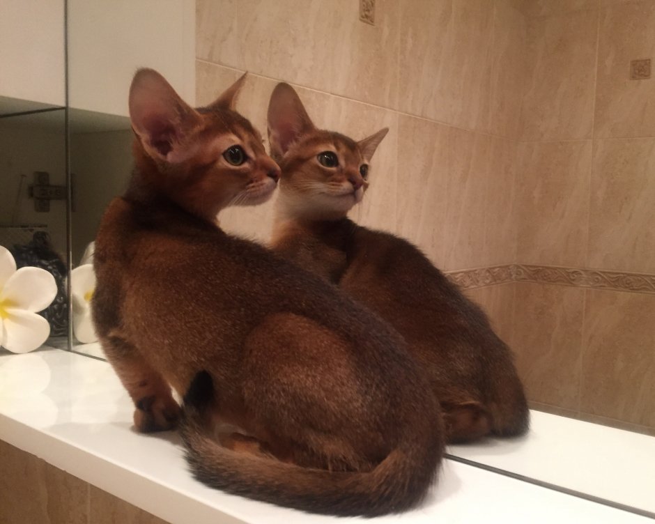 Полудикая кошка домашняя
