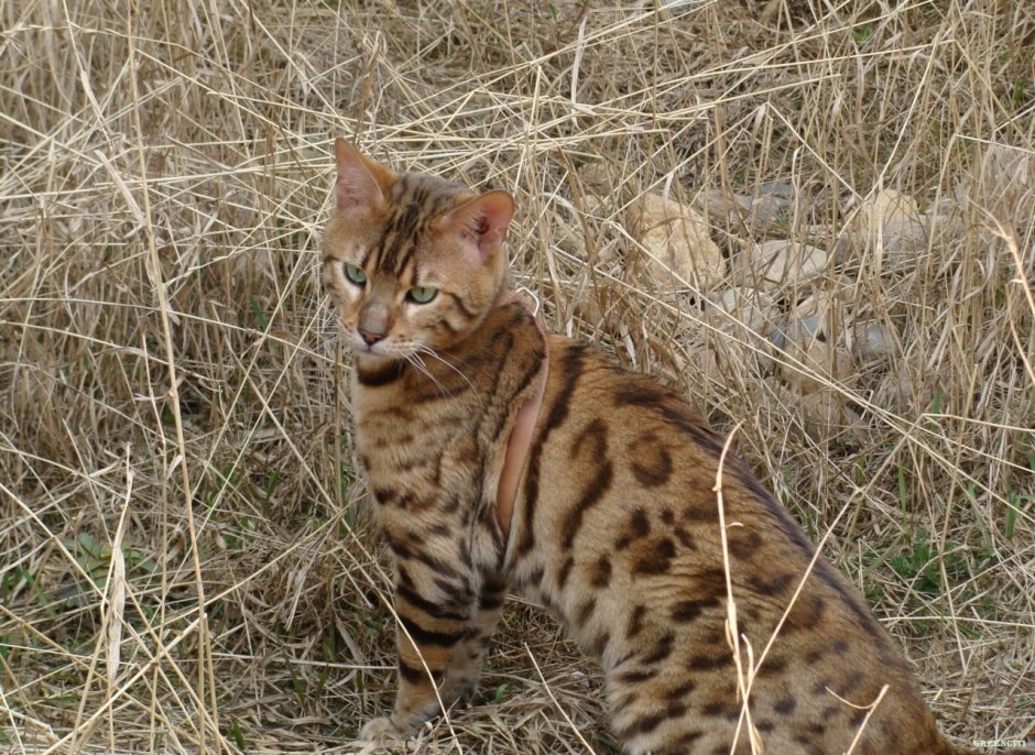 Дальневосточный Лесной кот (леопардовая кошка).