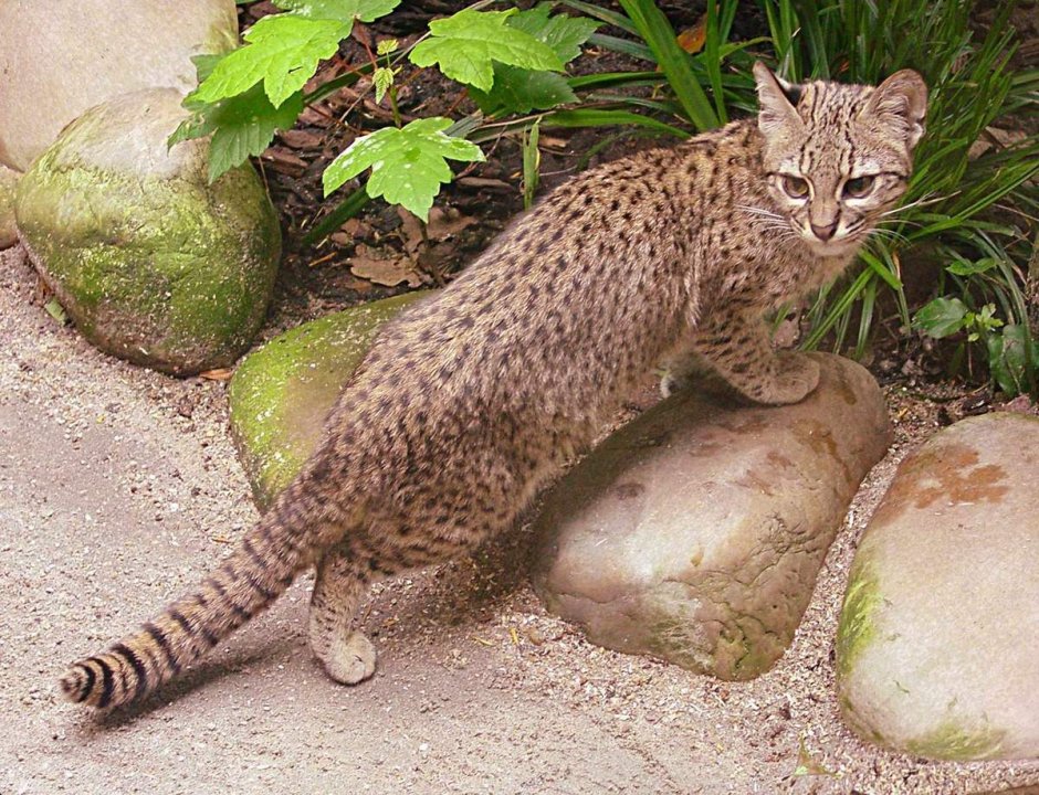 Кошка Жоффруа (leopardus geoffroyi):