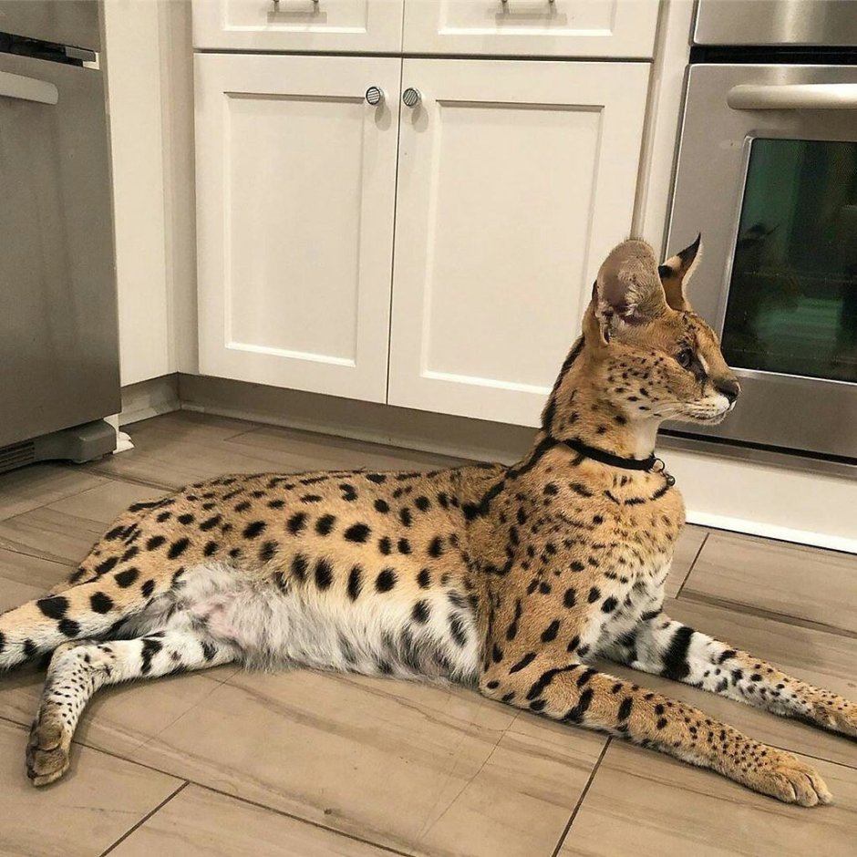 Кот породы сервал